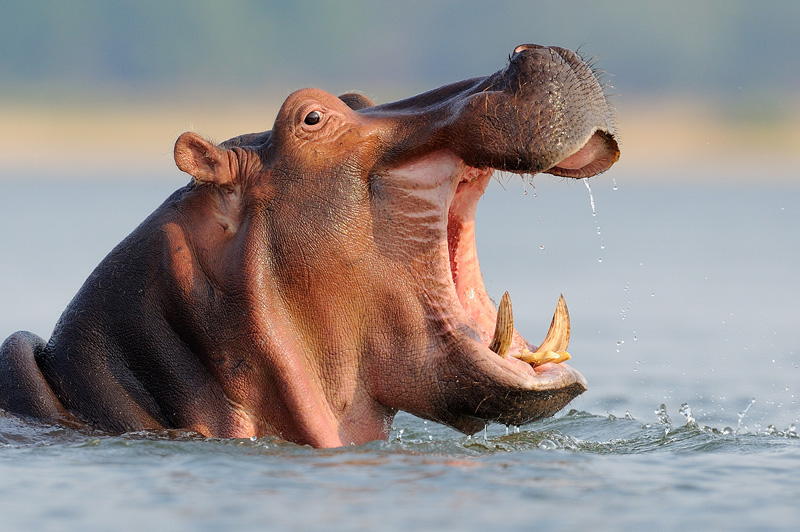 Caption Hippo