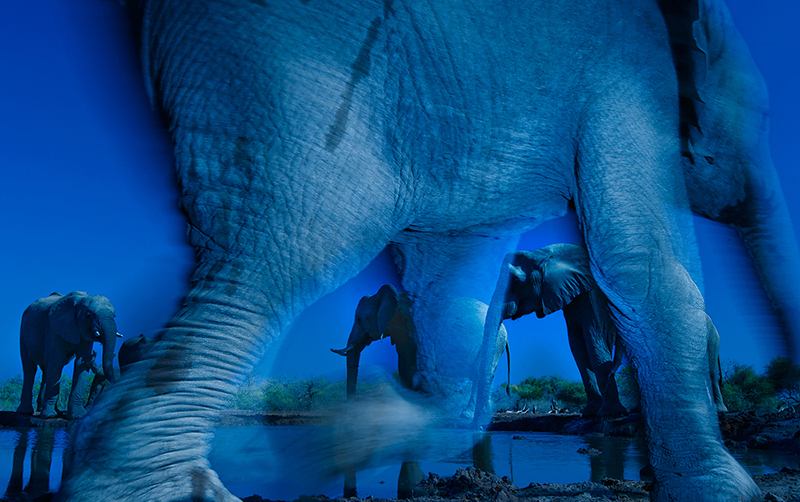 A baby elephant less than a year old races past to join the rest of the herd drinking at a waterhole in Botswana (awarded the grand prize Wildlife Photographer of the Year 2013).