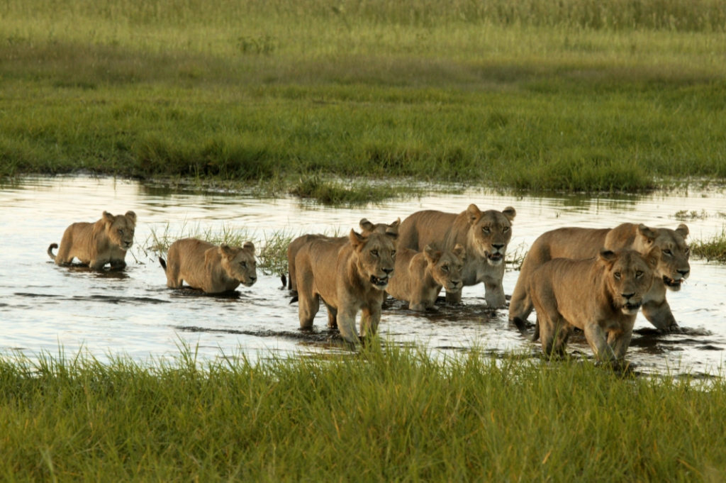 Botswana-DUBA-Great-Plains-Conservation