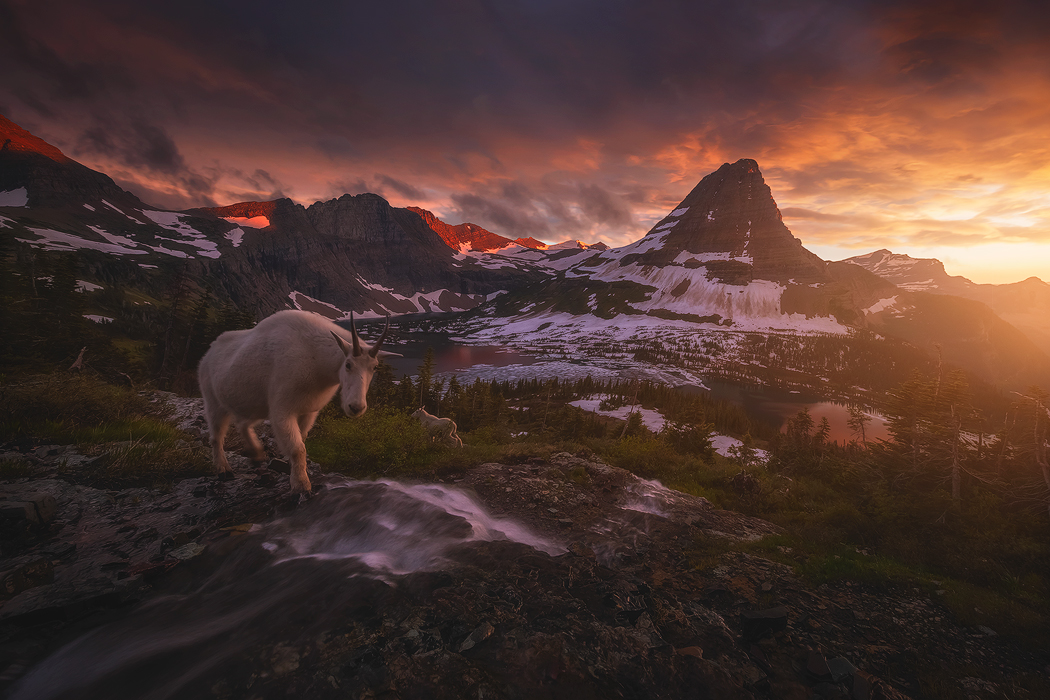 A stormy evening shared with mountain goats in Glacier National Park.
